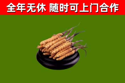 容县回收散虫草