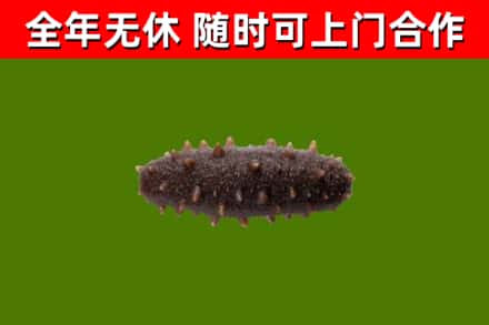 容县回收海参干